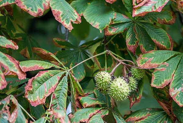 Minimiermottenbefall