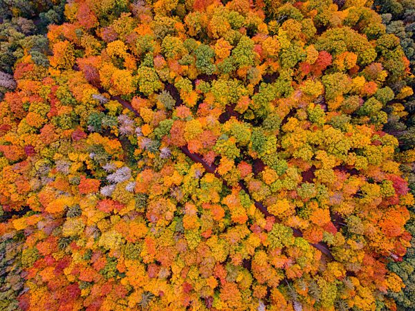 Ein Wanderweg fuehrt durch den herbstlich bunt verfaerbten Taunus