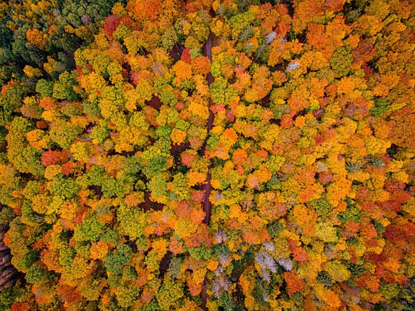 Herbstwald im Taunus