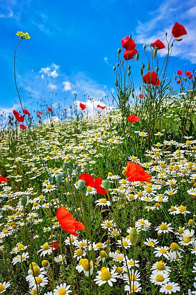 Sommerwiese mit blühendem Klatschmohn (Papaver rhoeas), Margeriten (Leucanthemum vulgare) und Wildkräutern, Baden-Württemberg, Deutschland