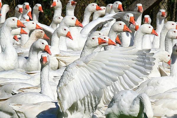 Martinstag in Sachsen: Gänsebraten wird teurer