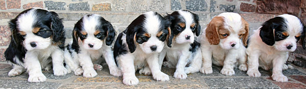 Sechs Wochen alte Cavalier King Hundewelpen
