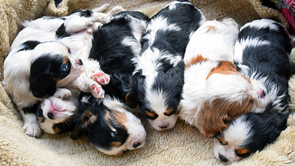 Sechs Wochen alte Cavalier King Hundewelpen
