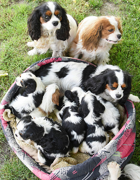 Sechs Wochen alte Cavalier King Hundewelpen