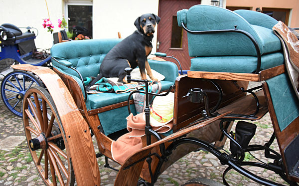 Herbstausfahrt mit historischen Kutschen
