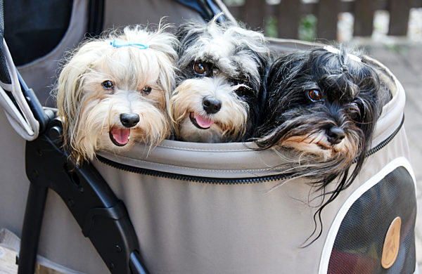 Havaneser als Familienmitglieder