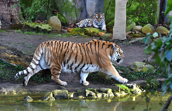 Tigerzuchtbuch des Leipziger Zoos
