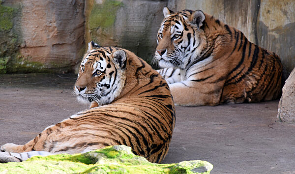 Tigerzuchtbuch des Leipziger Zoos