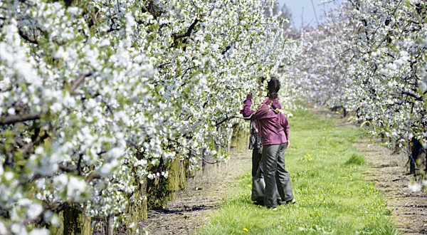 Kirschblüte im Alten Land