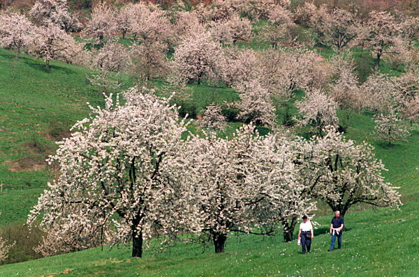 Kirschblüte im Markgräflerland