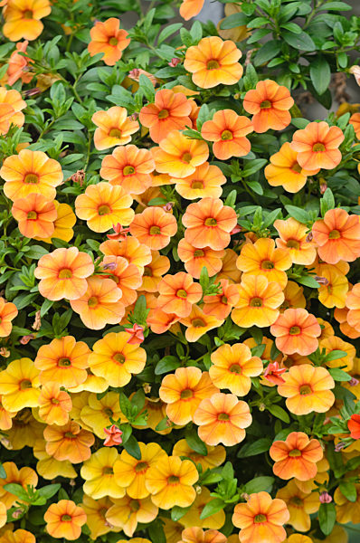 Zaubergloeckchen (Calibrachoa Aloha Kona Mango)