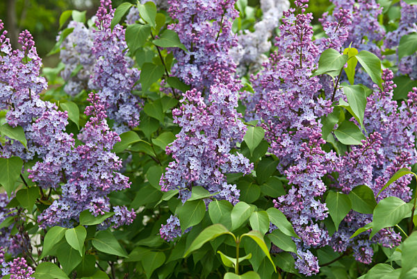 Gewoehnlicher Flieder (Syringa vulgaris)
