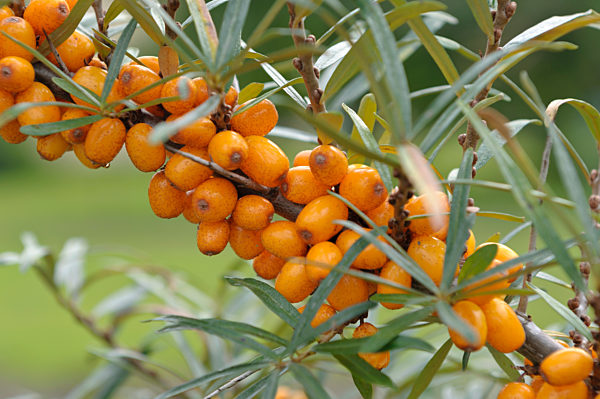 Gewoehnlicher Sanddorn (Hippophae rhamnoides 'Sandora')
