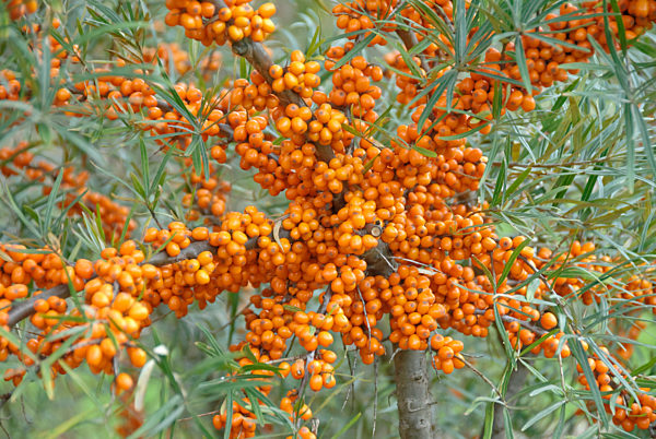 Gewoehnlicher Sanddorn (Hippophae rhamnoides 'Orange Energy')