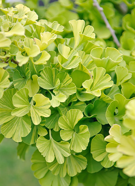 Ginkgo (Ginkgo biloba 'Peve Maribo')