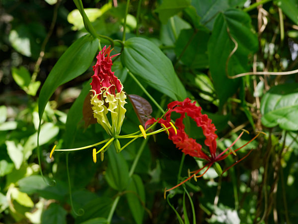 Ruhmeskrone (Gloriosa superba)
