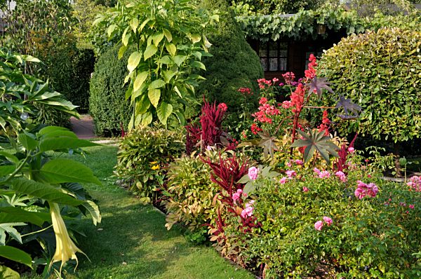 Wunderbaum (Ricinus communis), Gartenfuchsschwanz (Amaranthus caudatus) und Rose (Rosa)