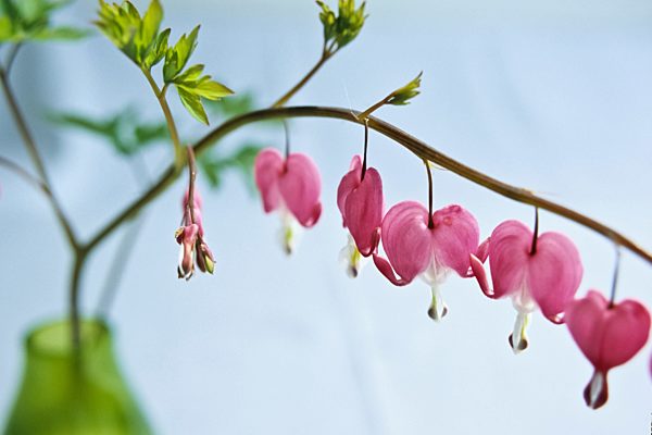 Traenendes Herz (Lamprocapnos spectabilis syn. Dicentra spectabilis)