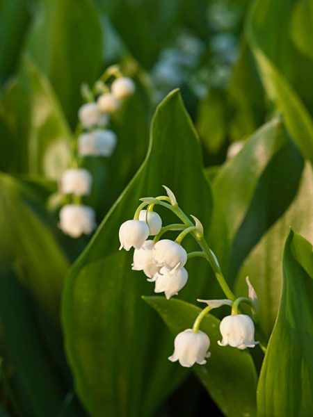 Maigloeckchen (Convallaria majalis)