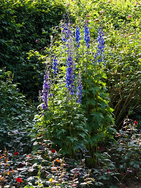 Hoher Rittersporn (Delphinium elatum)