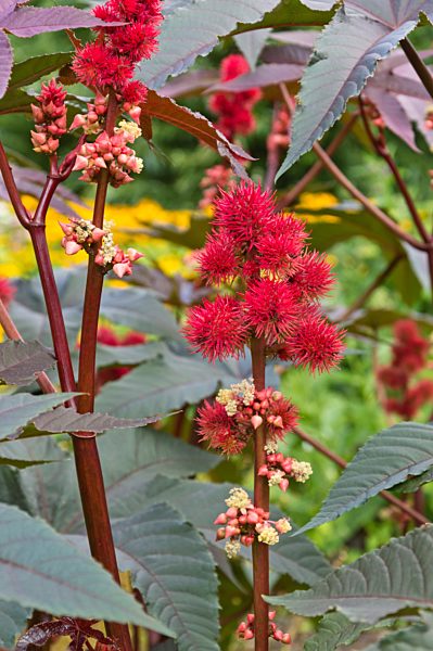 Wunderbaum (Ricinus communis)