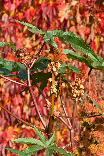 Wunderbaum (Ricinus communis)