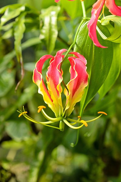 Ruhmeskrone (Gloriosa superba)
