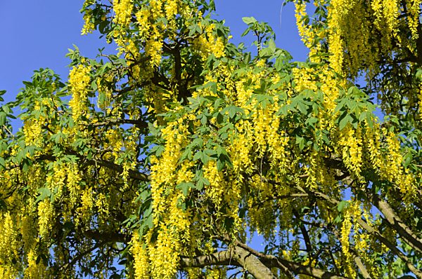 Gewoehnlicher Goldregen (Laburnum anagyroides)
