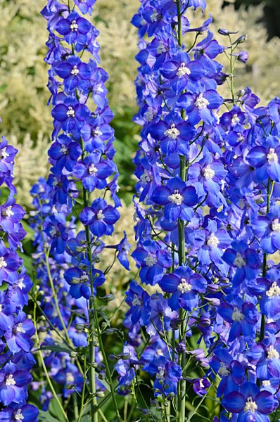 Hoher Rittersporn (Delphinium elatum 'Polarnacht')
