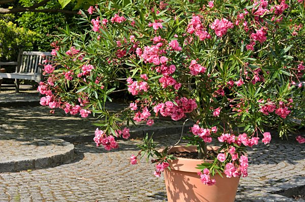 Oleander (Nerium oleander)