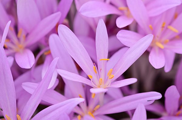 Herbstzeitlose (Colchicum autumnale)