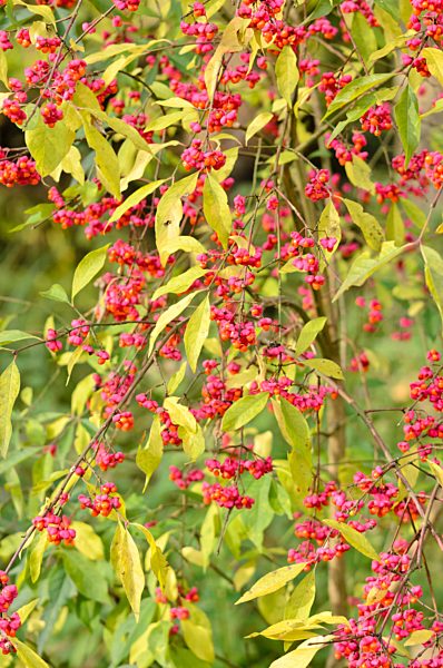 Gewoehnliches Pfaffenhuetchen (Euonymus europaeus)