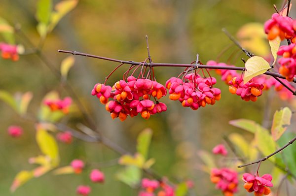 Gewoehnliches Pfaffenhuetchen (Euonymus europaeus)