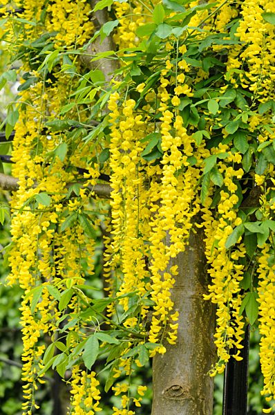 Gewoehnlicher Goldregen (Laburnum anagyroides)