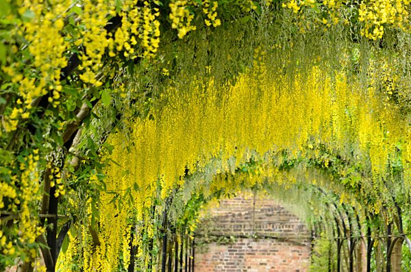Gewoehnlicher Goldregen (Laburnum anagyroides)