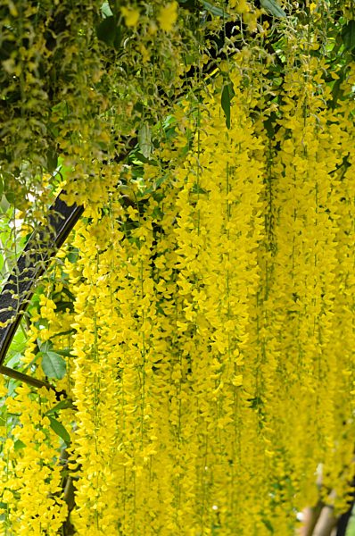 Gewoehnlicher Goldregen (Laburnum anagyroides)