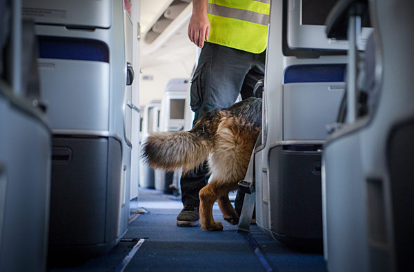 Spürhunde suchen Bettwanzen