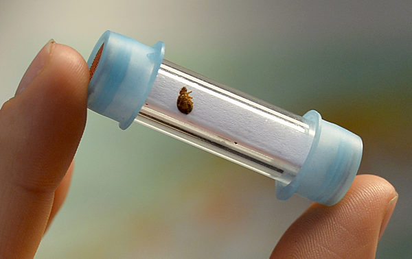 Spürhunde suchen Bettwanzen