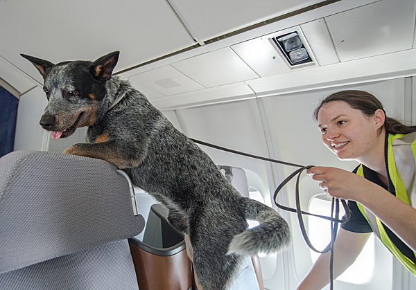 Spürhunde suchen Bettwanzen