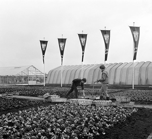 Vorbereitungen für die Internationale Gartenschau in Hamburg 1963