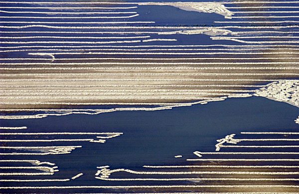 Hochwasser: Getreidefeld bei Dessau unter Wasser