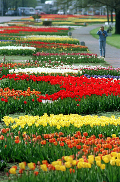 Tulpenmeer in Gartenausstellung (Archivfoto und  Text 1994)