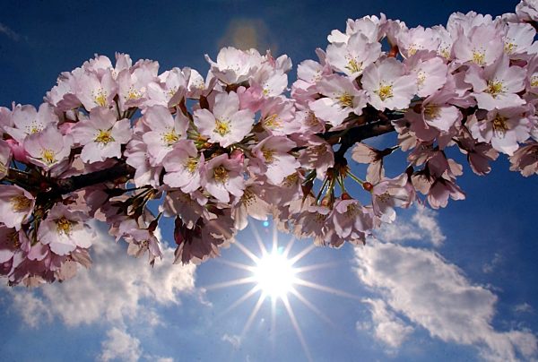 Baumblüte in Potsdam