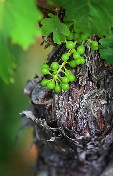 Young grapes