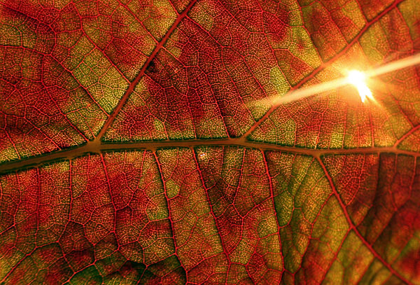 Sonnenaufgang im Weinberg