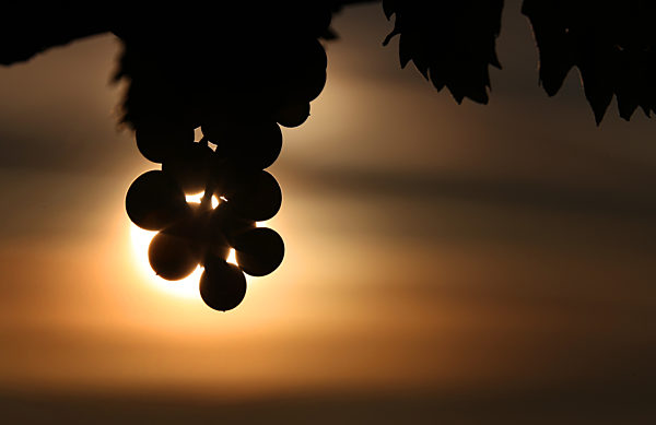 Sonnenaufgang im Weinberg