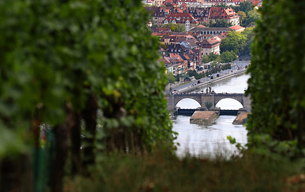 Alte Mainbrücke hinter Weinreben