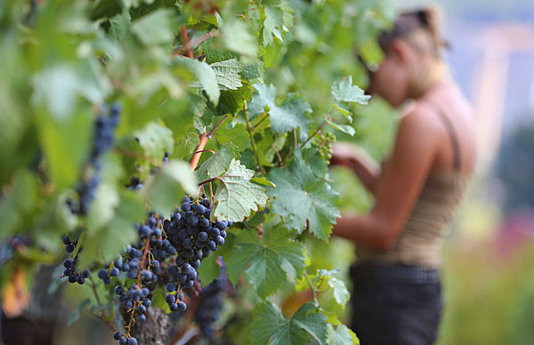 Weinernte in Mainfranken