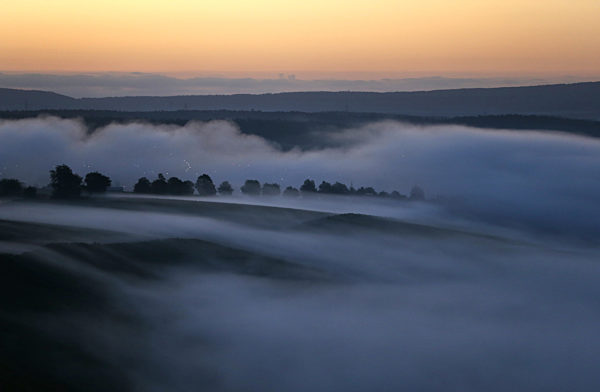 Weinberge im Morgennebel