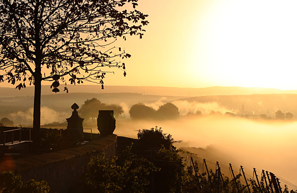 Vineyards in the morning fog
